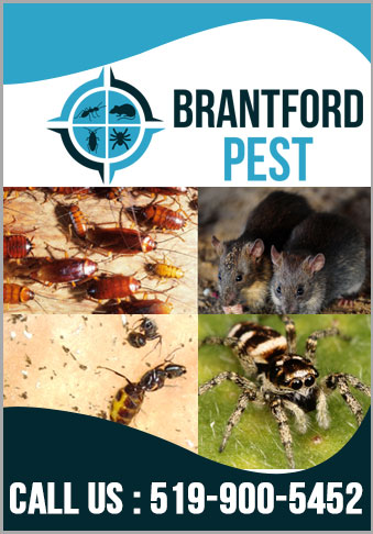 brantfordpest